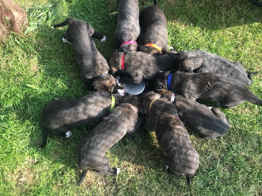 Des Géants D'Eire - Premiers steaks hachés !