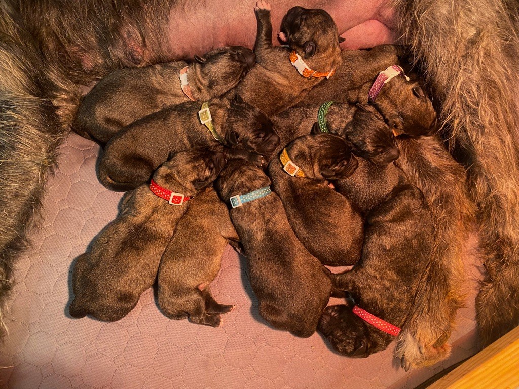 chiot Levrier Irlandais Des Géants D'Eire