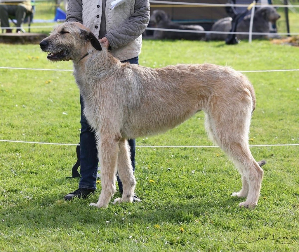 Toomaghera Des Géants D'Eire