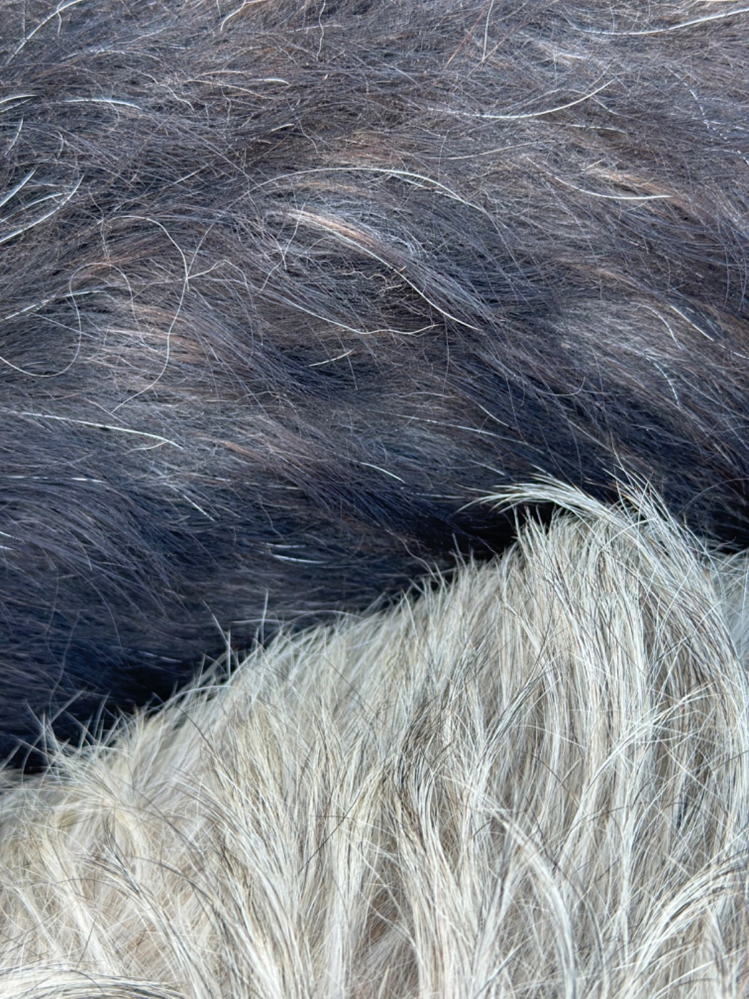 Des bb de Nöel chez les Géants d'Eire