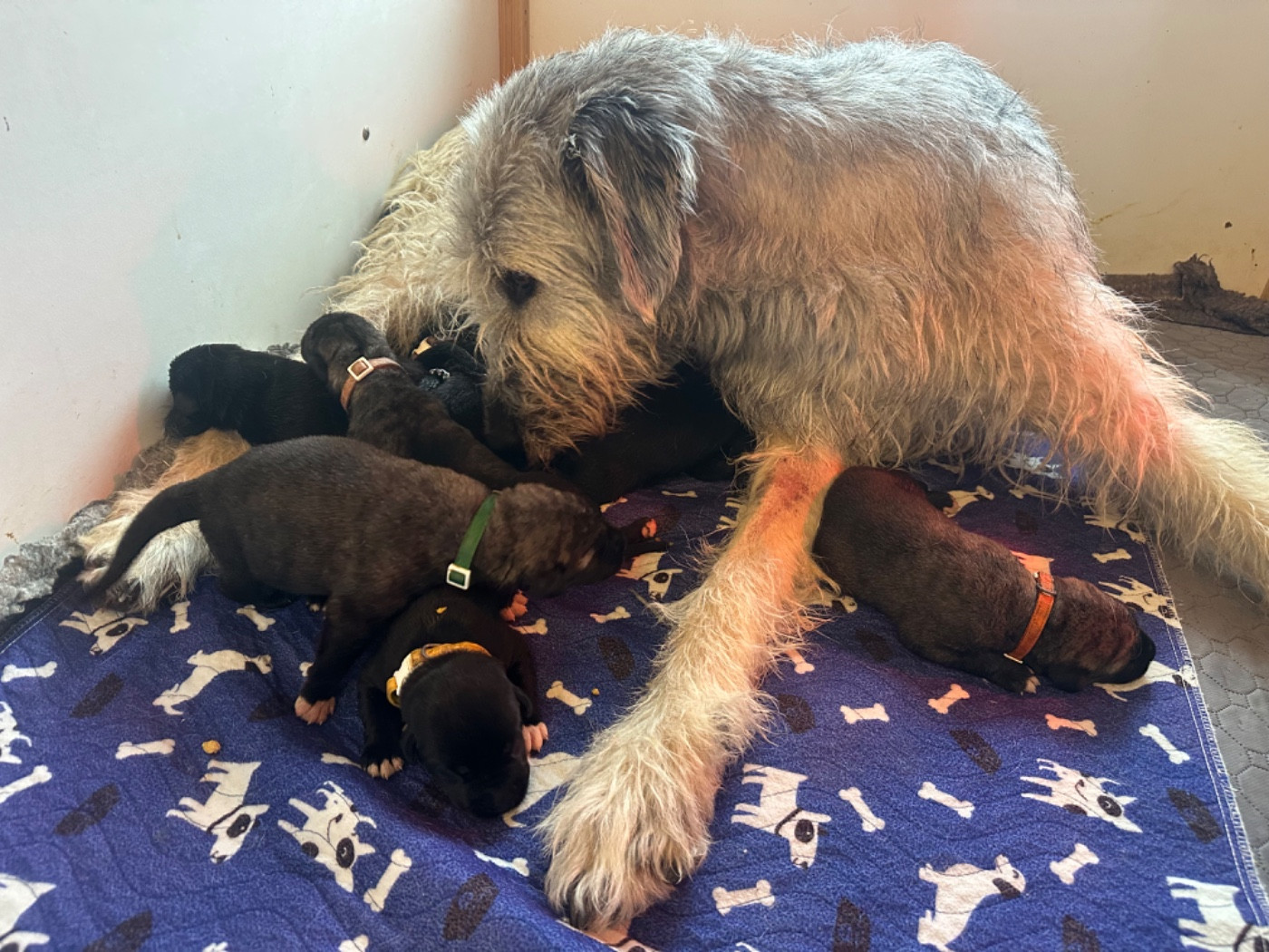 Chiot Levrier Irlandais Des Géants D'Eire