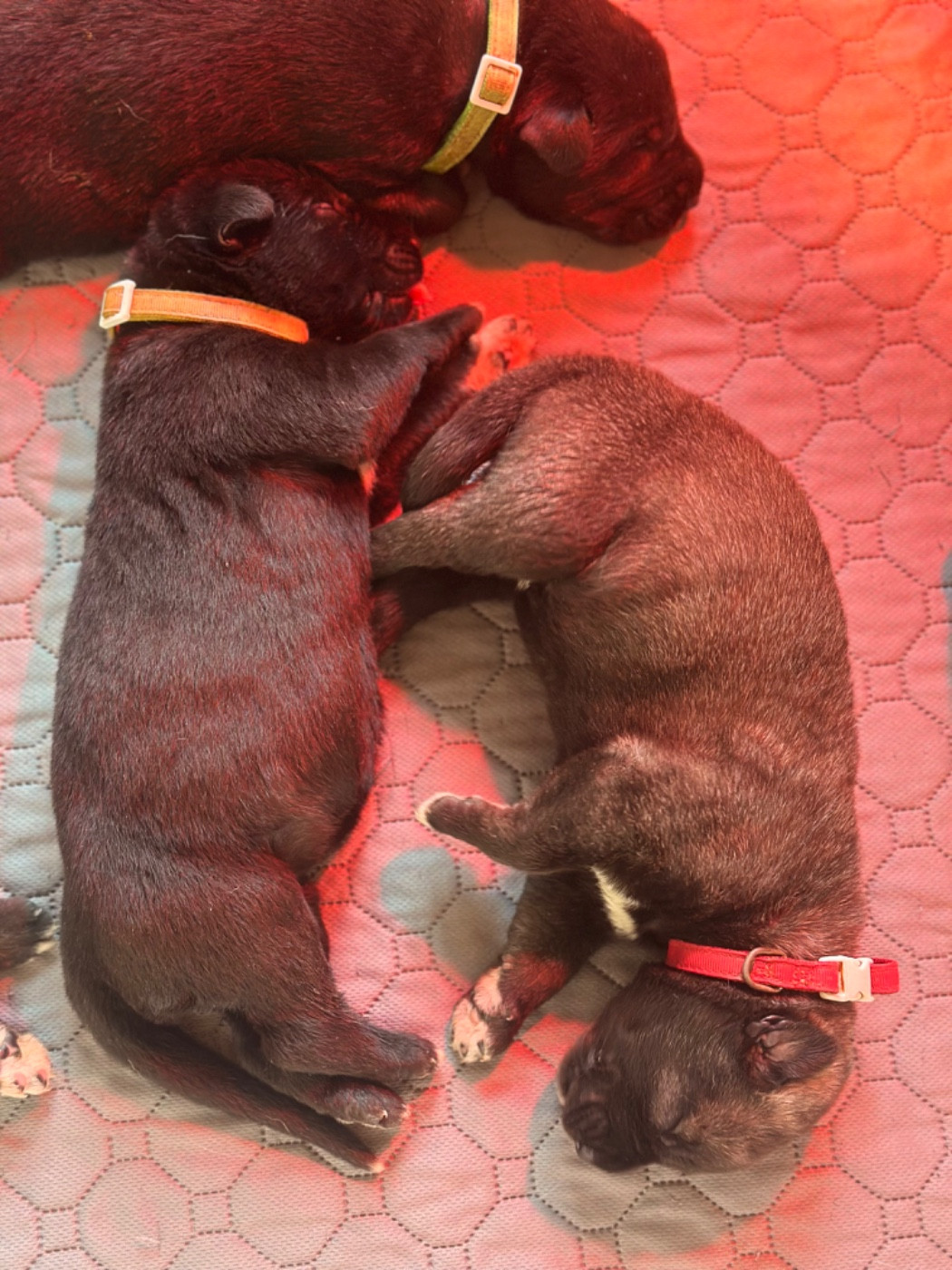 Des Géants D'Eire - Chiots disponibles - Levrier Irlandais