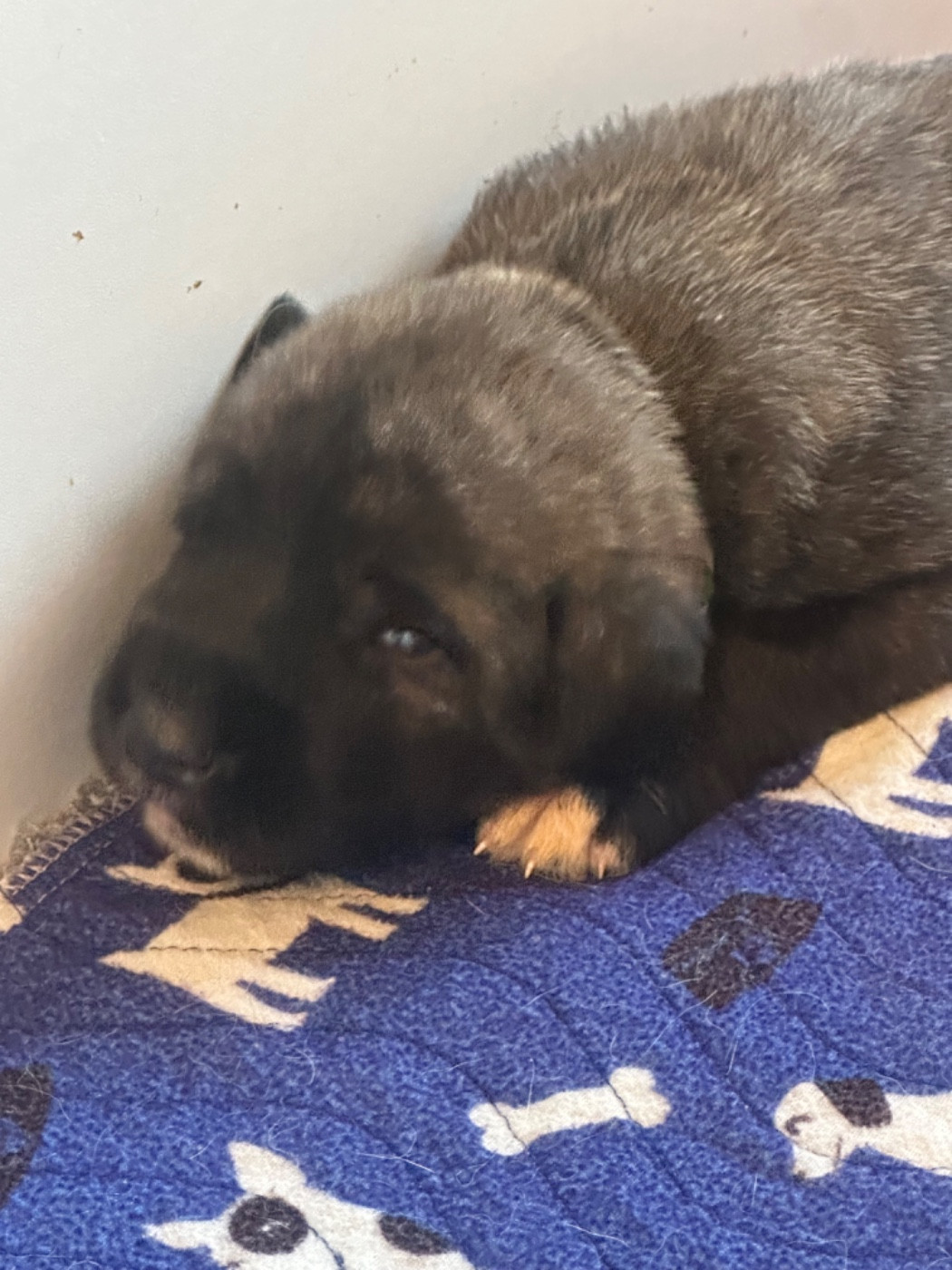 Des Géants D'Eire - Chiots disponibles - Levrier Irlandais